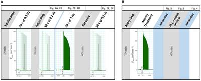 Interrelationship Between Contractility, Protein Synthesis and Metabolism in Mantle of Juvenile Cuttlefish (Sepia officinalis)